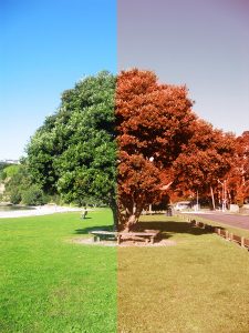 Change of Seasons Tree