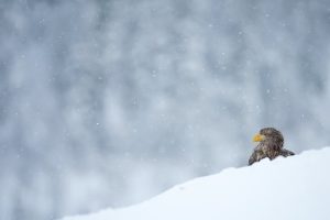 White tailed sea eagle in the snow